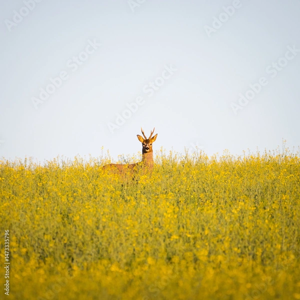 Fototapeta Deer (Capreolus capreolus) hiding in the yellow canola field