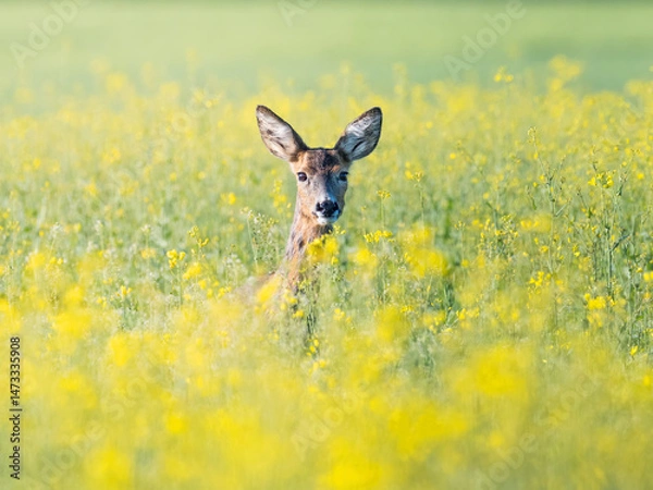 Fototapeta Deer (Capreolus capreolus) hiding in the yellow canola field