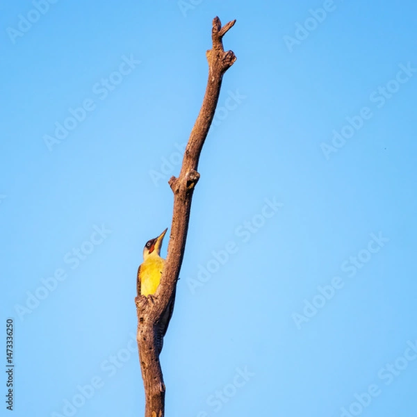 Fototapeta European green woodpecker