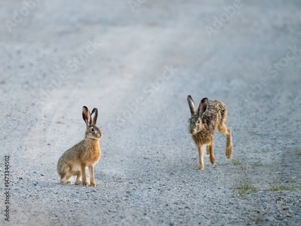 Fototapeta Hare rabbit sitting on a gravel road