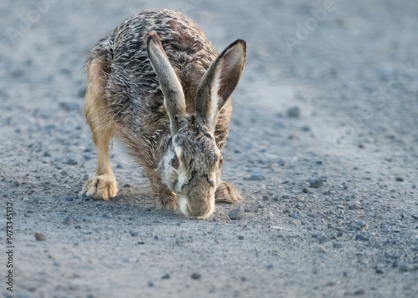 Fototapeta Brown hare crossing a gravel road in Burgenland