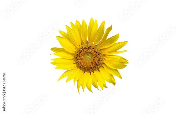 Fototapeta Isolated sunflower head blooming with clipping paths.