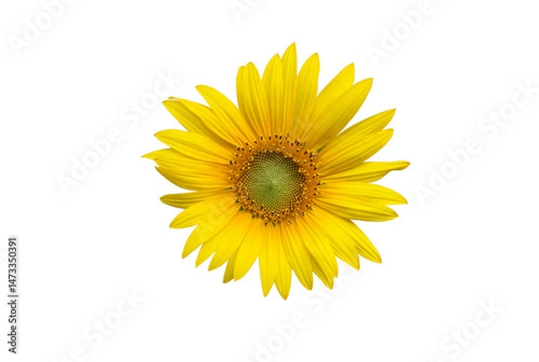 Fototapeta Isolated sunflower head blooming with clipping paths.