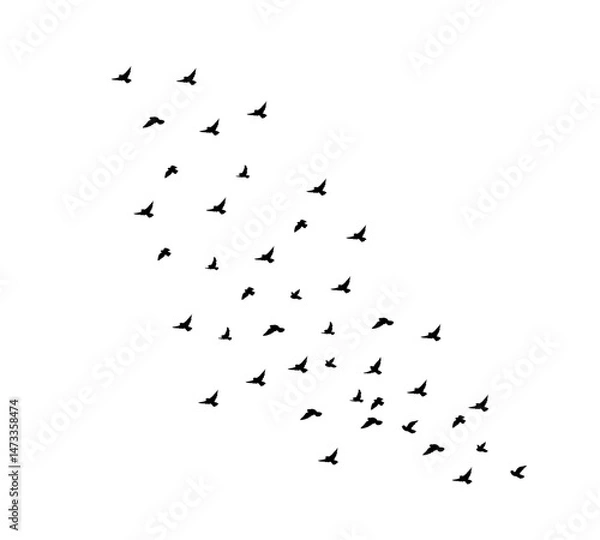 Fototapeta A flock of swallows silhouetted against the sky in graceful flight. Wild Birds Unlimited: your source for bird food, feeders, and expert feeding advice.