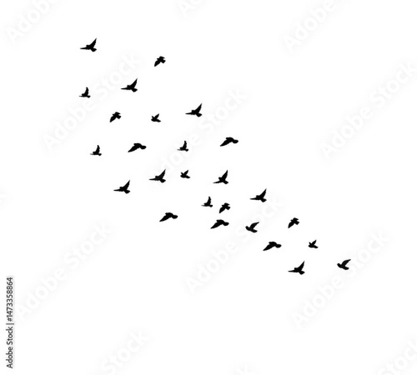 Fototapeta A flock of swallows silhouetted against the sky in graceful flight. Wild Birds Unlimited: your source for bird food, feeders, and expert feeding advice.