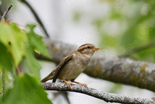 Fototapeta Sparrow with a prey