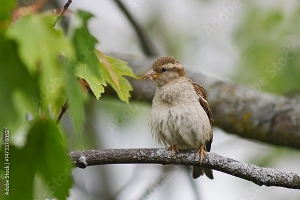 Fototapeta Sparrow with a prey