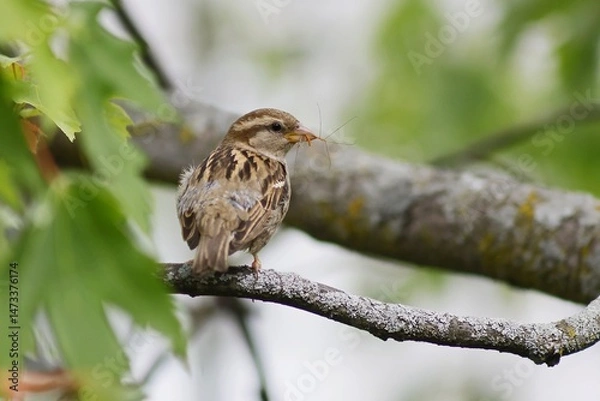 Fototapeta Sparrow with a prey