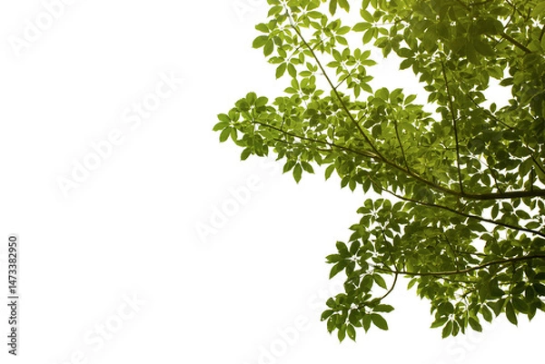 Fototapeta view from below green branch tree isolated on white