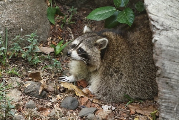 Fototapeta portrait of a fat raccoon