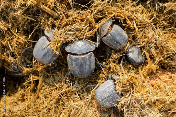 Obraz Popeye dung beetles (Pachylomera femoralis), burrowing into elephant dung, South Africa.