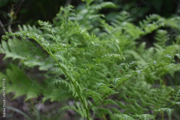 Fototapeta Young fern