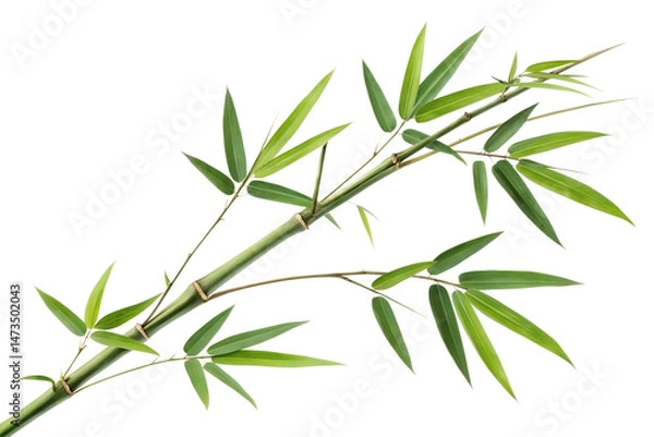 Obraz Bamboo isolated on a white background