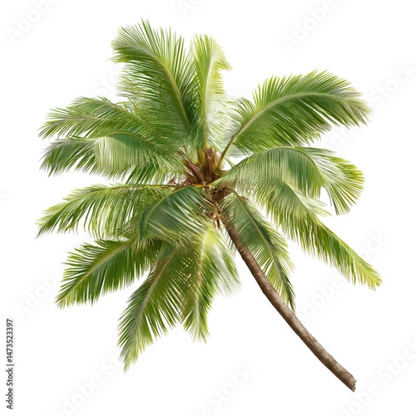 Fototapeta Majestic Palm Tree, Tropical Paradise, Lush Green Foliage, Exotic Beauty , isolated on white background png