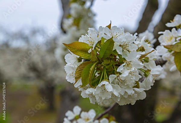 Fototapeta spring flowes
