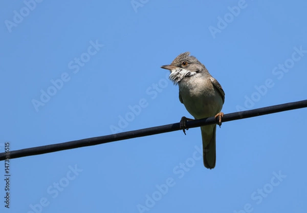 Fototapeta A newly arrived Whitethroat, Curruca communis, singing and displaying for a partner on a wire in springtime.