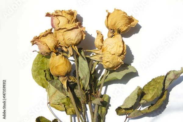 Obraz Rose is a dried flower.