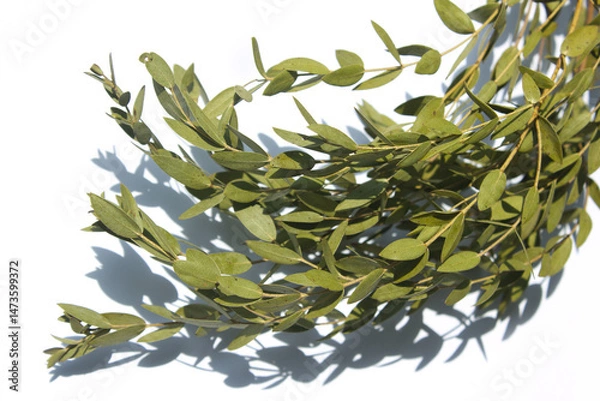 Obraz 
It is a leaf of eucalyptus pablo.
