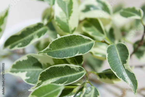 Obraz Close-up of patterned benjamin leaves.
