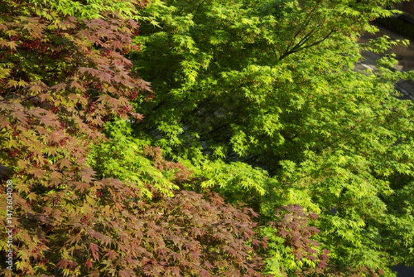 Obraz It is a lush maple tree.