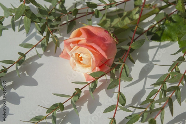 Obraz 
Eucalyptus Pablo and pink roses