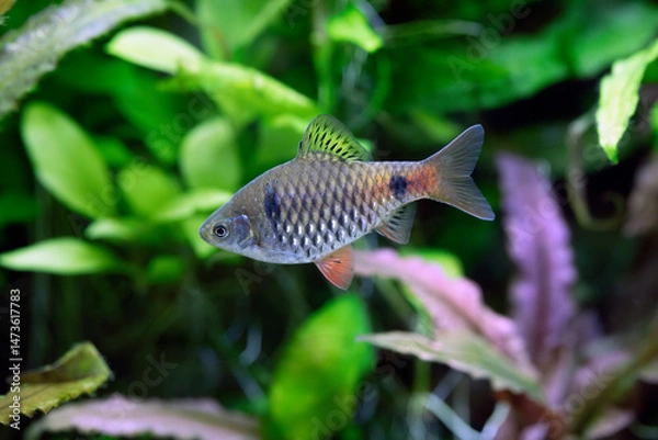 Obraz Pethia reval - Red fin barb