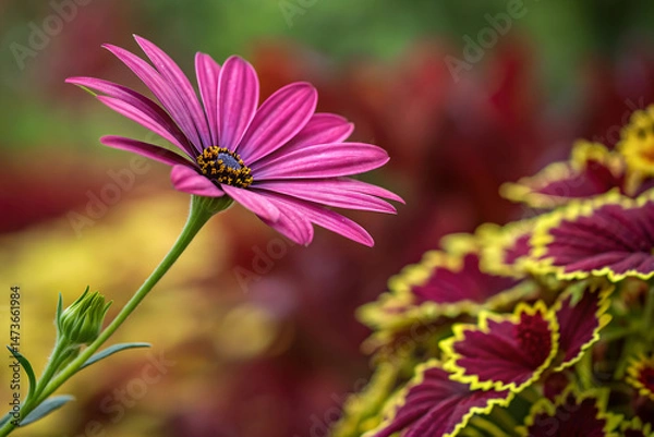Obraz pink cosmos flowers