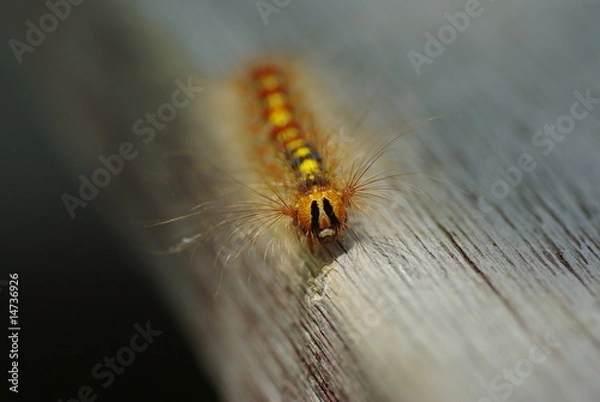 Fototapeta 毛虫