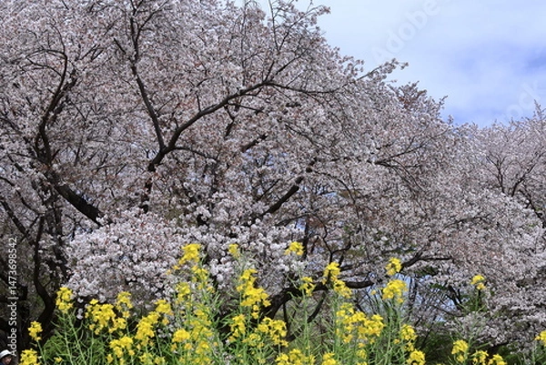 Fototapeta 春爛漫満開