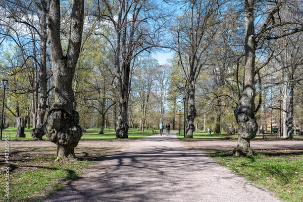 Fototapeta The English Park in Uppsala on a sunny spring day in Sweden at the end of April 2025. This legendary park, which is located behind Carolina Rediviva, dates back to 1825.