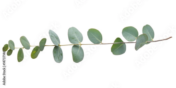Fototapeta eucalyptus branch isolated on white background