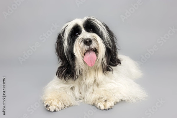 Fototapeta A charming close-up portrait of a black and white shaggy dog against a gray studio background.