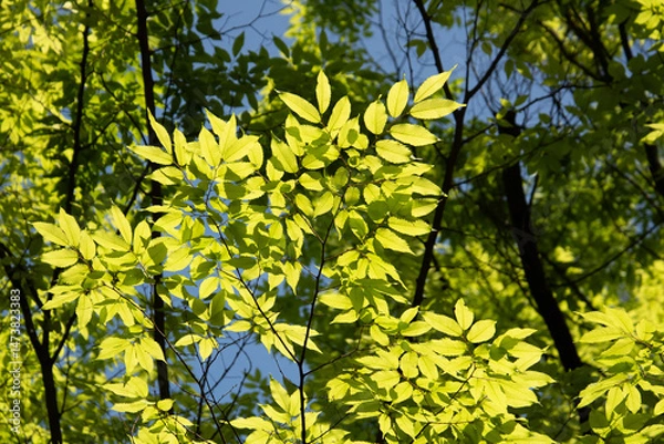 Fototapeta 輝く新緑