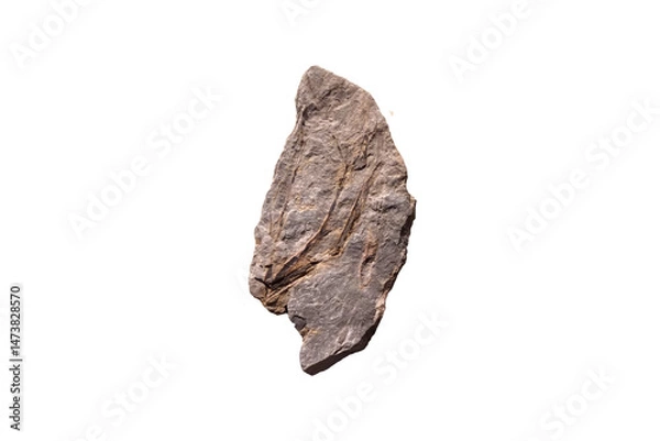 Obraz Fragment of Archaeopteris fossil plant stone isolated on white background.