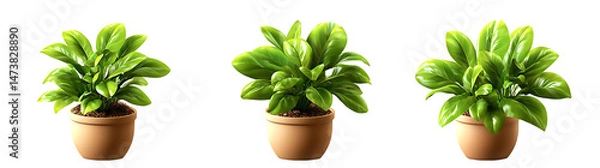 Obraz PNG Lush potted green plants lineup, element set on transparent background