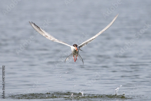 Fototapeta bird holding fish in beak on seashore