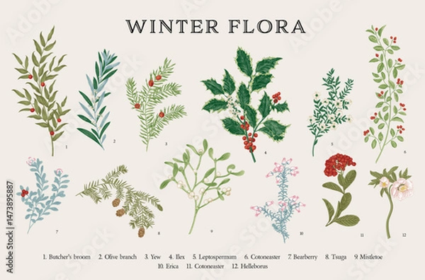Obraz Winter flora. Botanical vector vintage set. Colorful