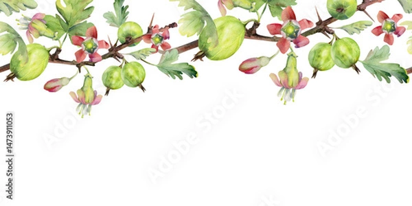 Fototapeta Gooseberry Currant with bell flower buds on branch, leaves, hanging ripe garden casseille berry jostaberry. Hand drawn in watercolor. Isolated seamless banner border garland. Cafe menu, farmers market