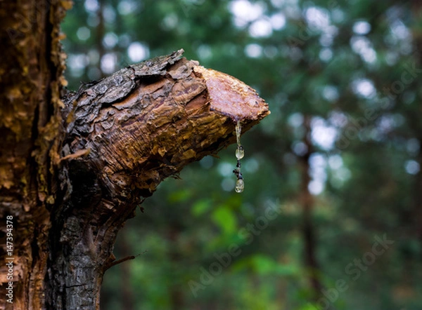 Obraz thus on pine at the pine forest