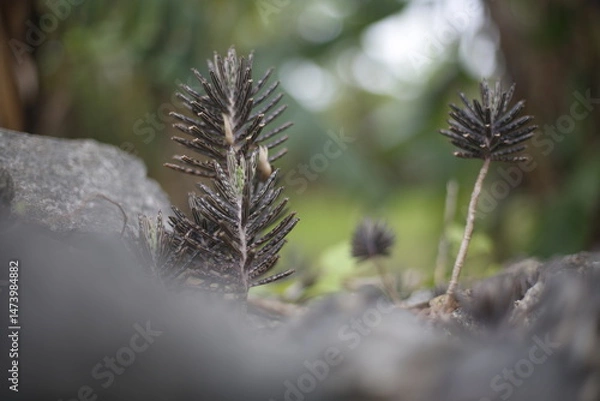 Obraz 石垣島の石垣の間から伸びるキンチョウの葉