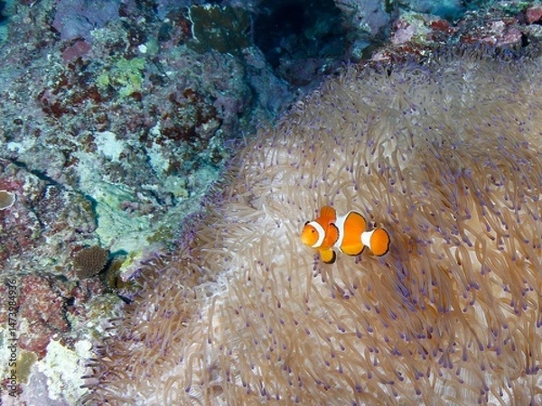 Obraz イソギンチャクにたたずむカクレクマノミ