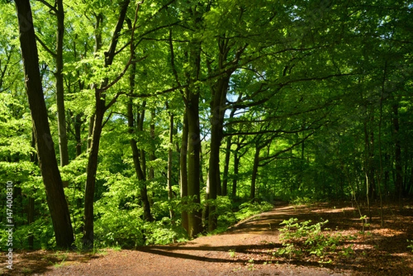 Obraz ścieżka leśna2