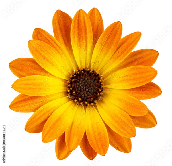 Fototapeta Beautiful sunny daisy (Marguerite) with water droplets in top view. Cut out, including clipping path.