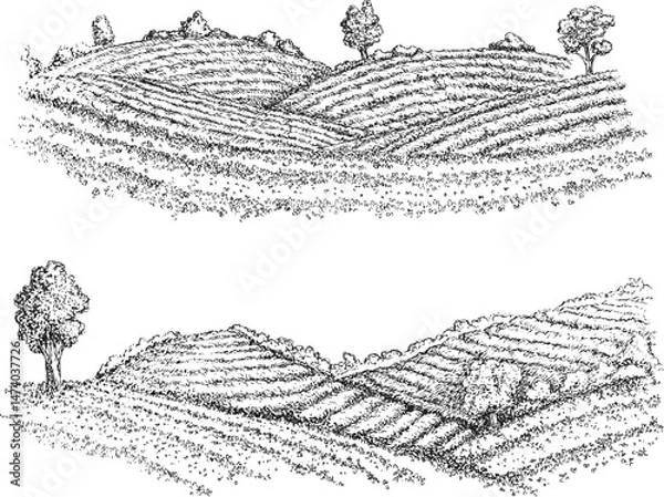 Obraz Hand draw tea landscape farm field in monochrome sketch style. Vintage panoramic vector illustration.