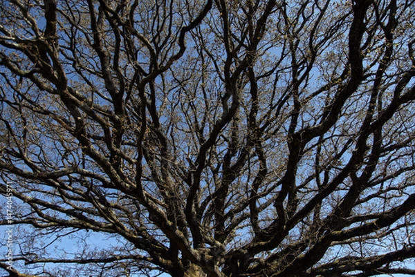 Fototapeta The branches of a tree in the spring against the blue sky.