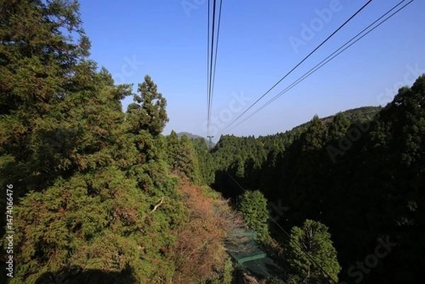 Fototapeta  Ropeway View Through Forest Canopy