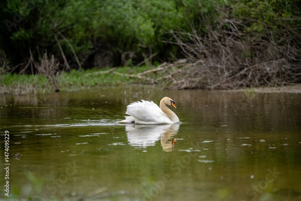 Obraz Swan gliding gracefully across calm water in a lush, green environment on a serene day