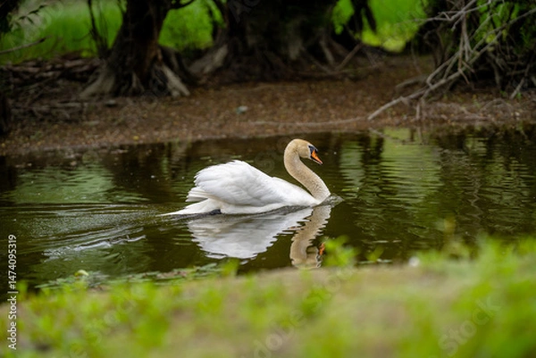 Obraz Swan gliding gracefully across a tranquil pond surrounded by lush greenery during bright daylight
