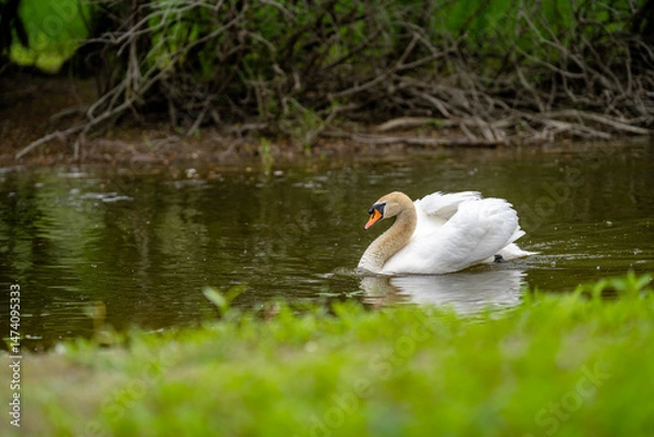 Obraz Elegant swan gracefully swims on tranquil water surrounded by lush greenery in a serene park setting