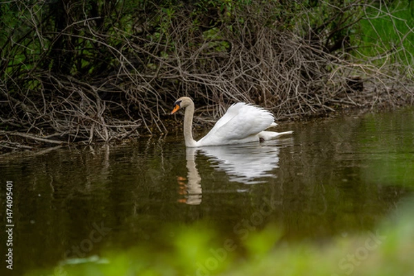 Obraz Graceful swan gliding through calm waters surrounded by lush greenery in a serene natural habitat